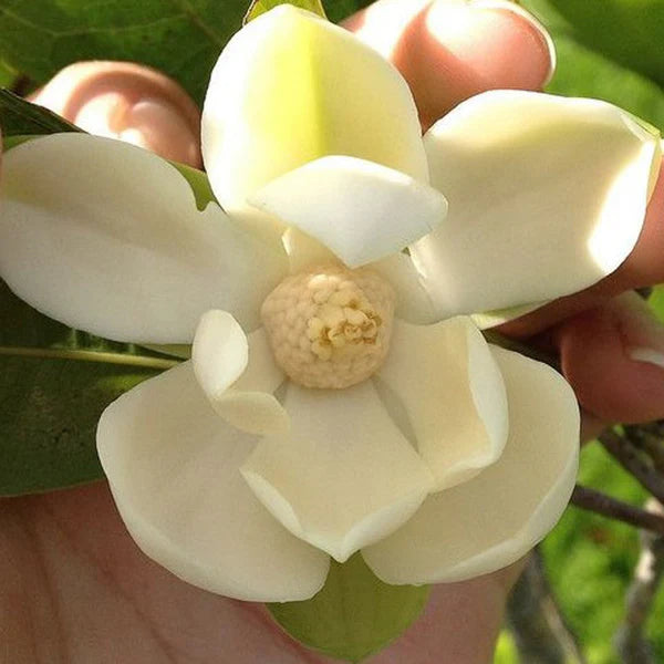 Magnolia Dwarf Coco - Flowering Shrubs