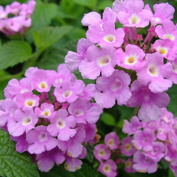 Lantana Purple- Flowering Shrubs