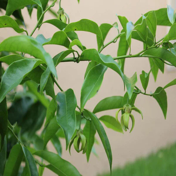 Hari Champa / Artabotrys hexapetalus - Flowering Plants