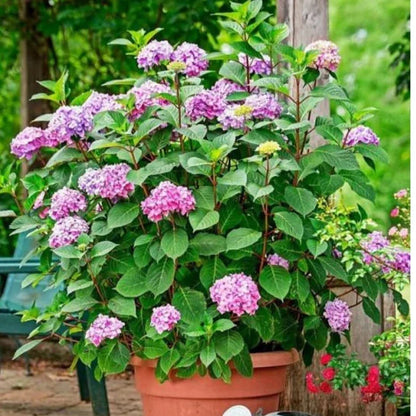 Hydrengea Flowers Plant For Home Garden