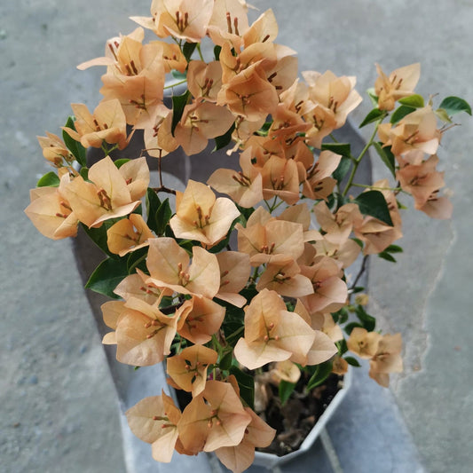 Monalisa Peach Bougainvillea flower plant