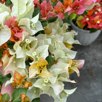 Chitra Gold Bougainvillea flower plant