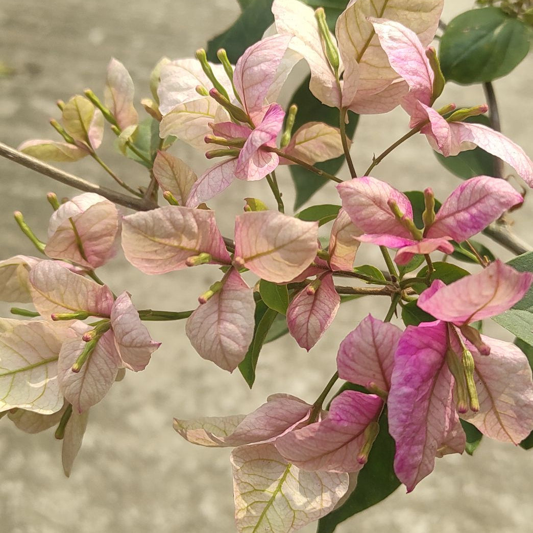Geisha Bougainvillea flower plant