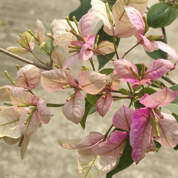 Geisha Bougainvillea flower plant