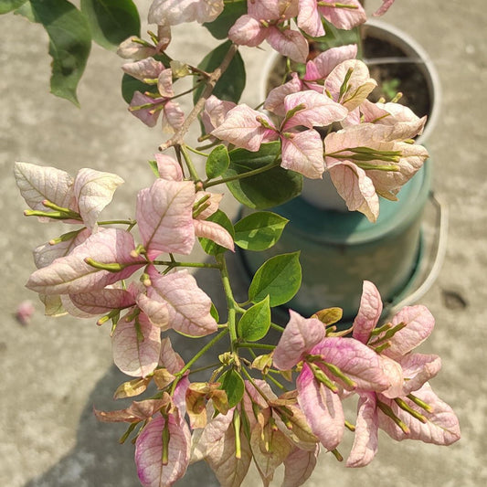 Geisha Bougainvillea flower plant