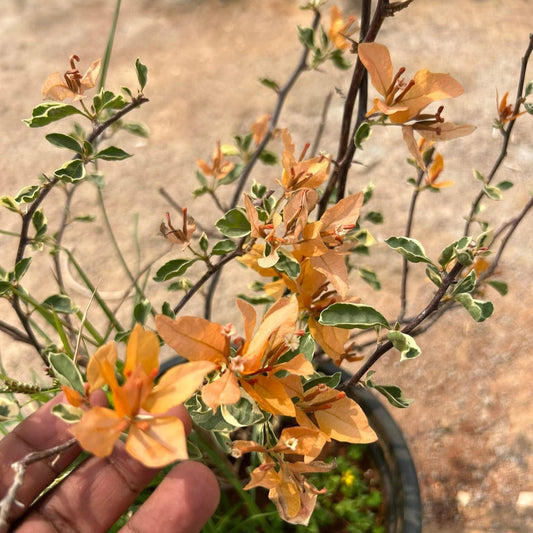 Buterfly Yellow Bougainvillea flower plant