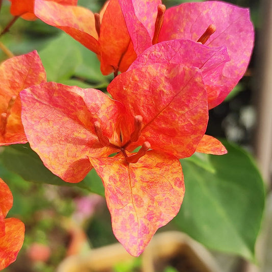 Vietnam Mix Bougainvillea flower plant