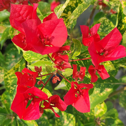 Red Diamond Bougainvillea flower plant