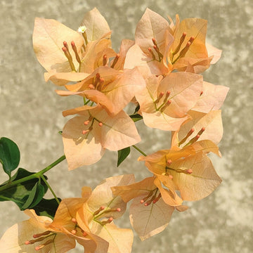 Monalisa Peach Bougainvillea flower plant