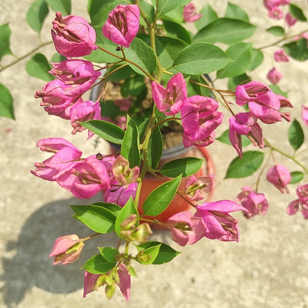 Tanglong Pink Bougainvillea flower plant