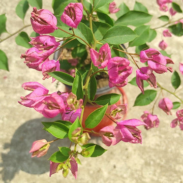 Tanglong Pink Bougainvillea flower plant