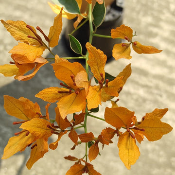 Buterfly Yellow Bougainvillea flower plant