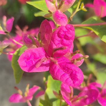 Fatima Pink Bougainvillea flower plant