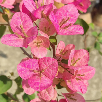 Lady Bird Bougainvillea flower plant