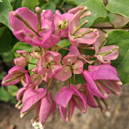 Tanglong Pink Bougainvillea flower plant