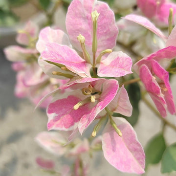 Buterfly Splash Bougainvillea Flower plant