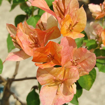 Orange September Bougainvillea flower plant