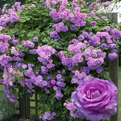 Climbing Rose Flower Plants(Purple)