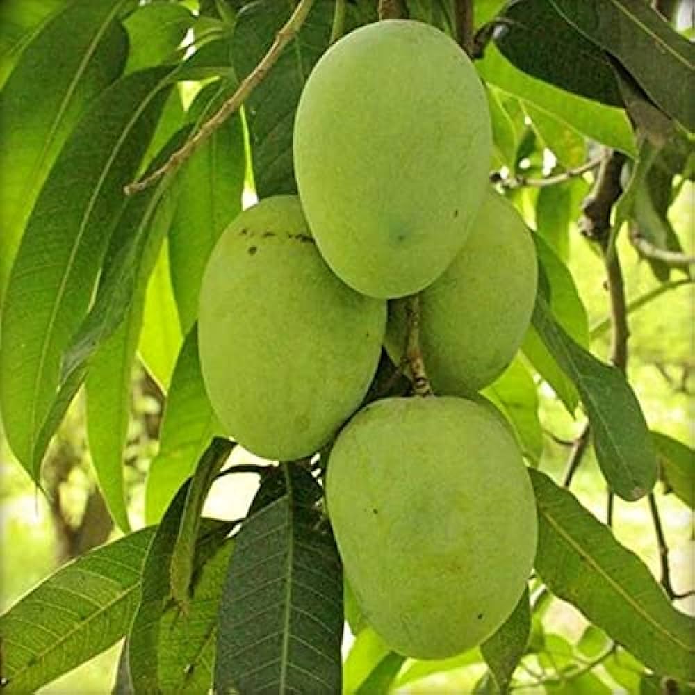 Hybrid Himsagar Mango Fruit Plant-(Gardenershub)