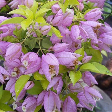 Moonlight Tanglong Bougainvillea flower plant