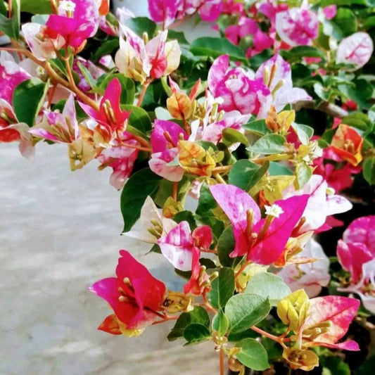 Golden Rao Bougainvillea flower plant