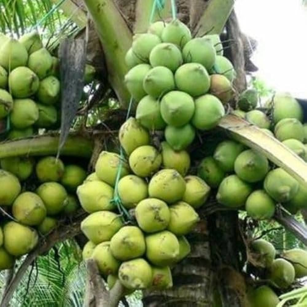 Ganga Bardhan Coconut Fruit Plant