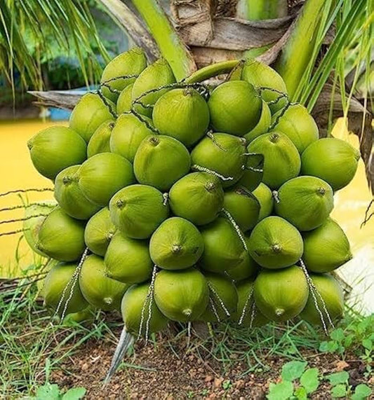 Green Dwarf Coconut Fruit  Tree