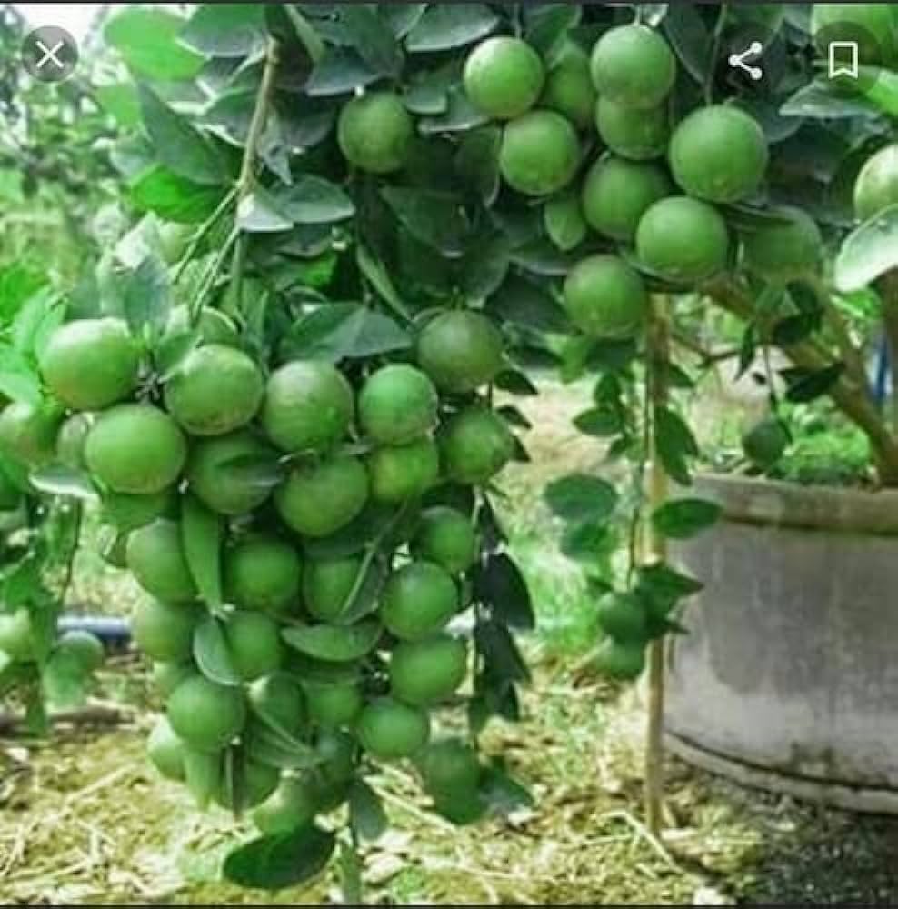 Thai Patti Lemon Fruit Plant