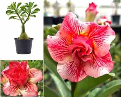 Grafted Rosy Verity Adenium Plant(Any Colour)