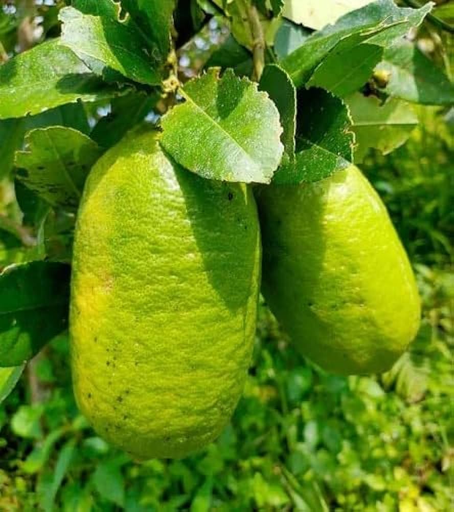 New Gandharaj Lemon  Fruit Plant