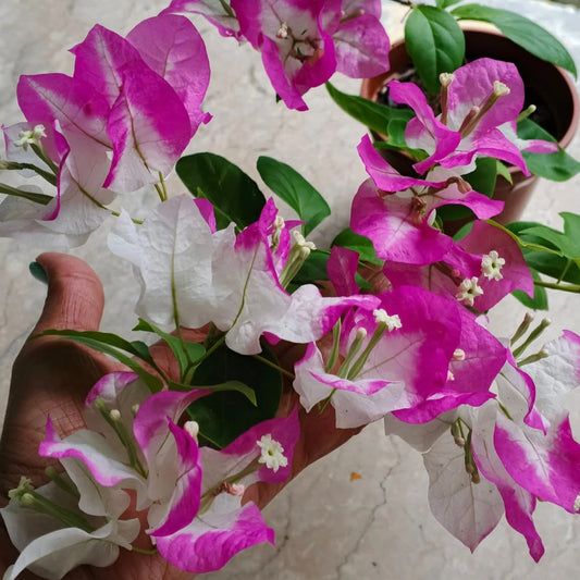 Lipstick Bougainvillea flower plant