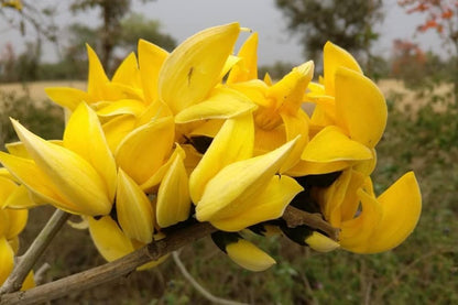 Yellow Palash Grafting Flowers Plant