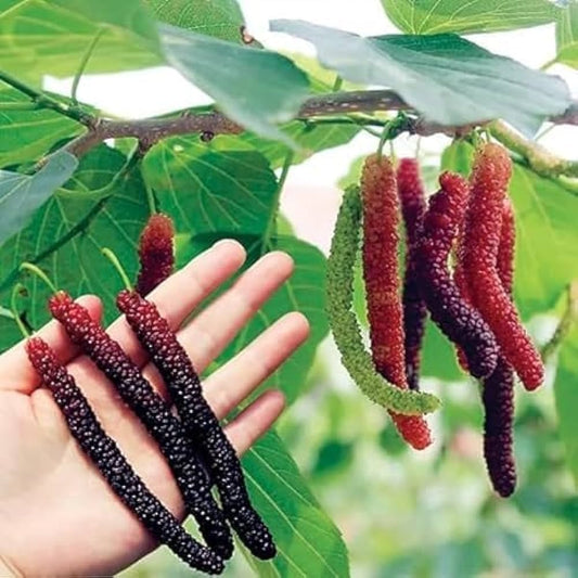 Long Mall Berry Grafting Plant