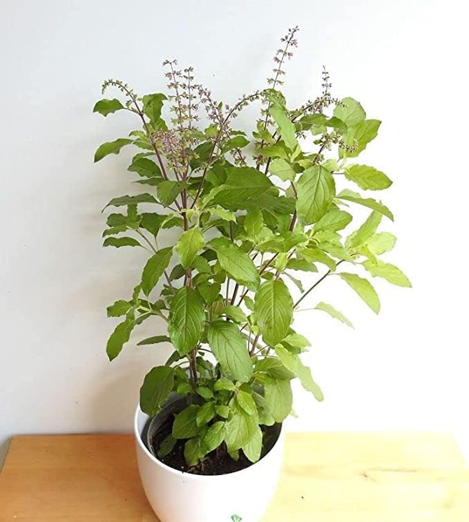 Basil Tulsi plant