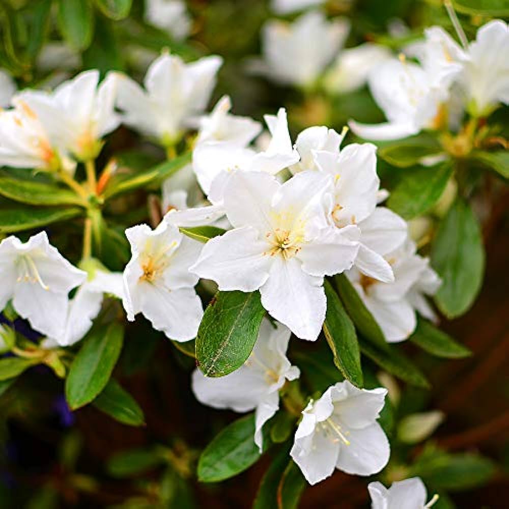 Azalea Flowers Plant(white) For Gardening