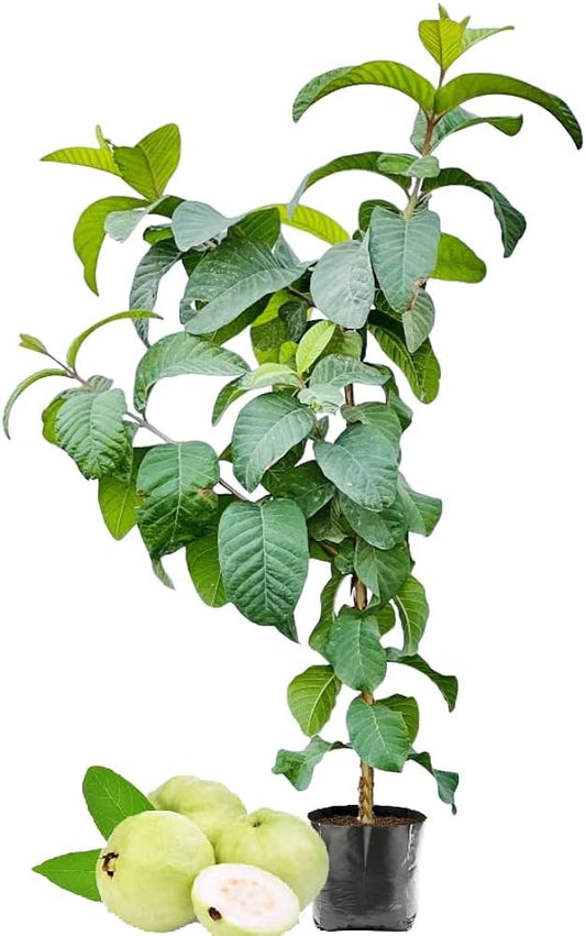 Allahabad Safeda Guava Variety Fruit plant (Grafted/Air Layering)