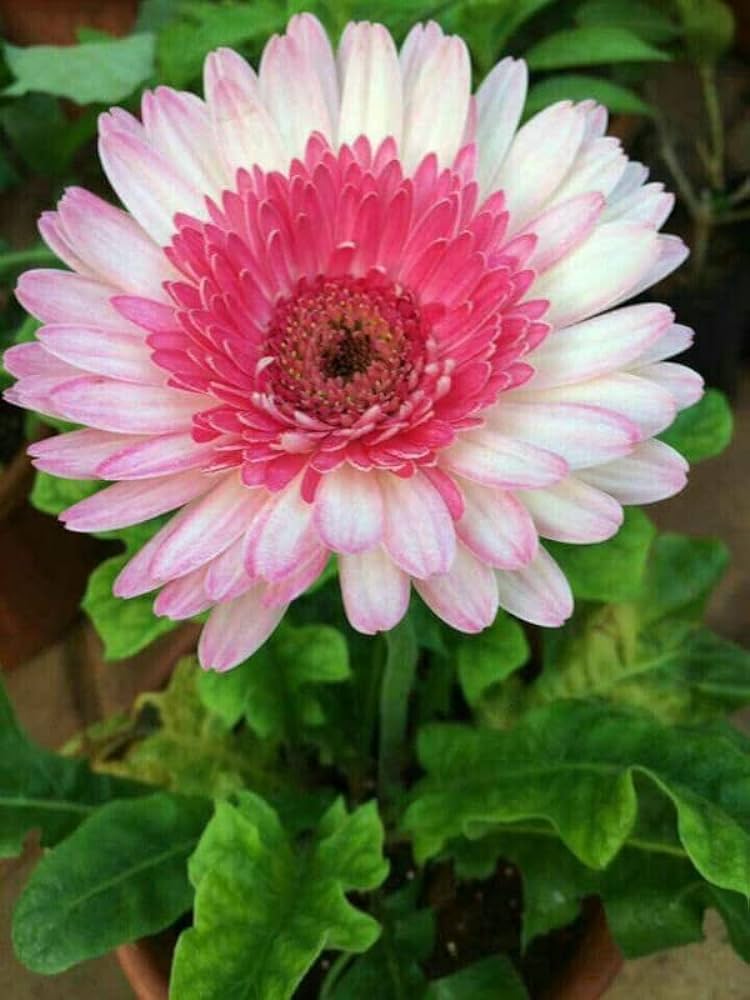 Gerbera  Perennial Flower Plant (white shed)