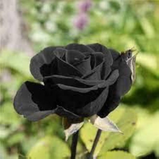 Black Rose Grafting Flower Plant