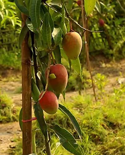 Pusa Surya Mango Plant-Grafted Variant Plant.