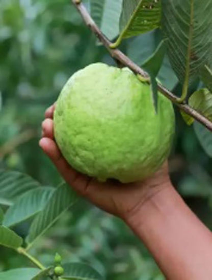 Hybrid Baraipur Guava Fruit  Plant-(Gardenershub)