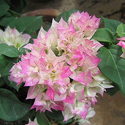 (Gardenershub) Bougainvillea Flowers Plant For Home Garden