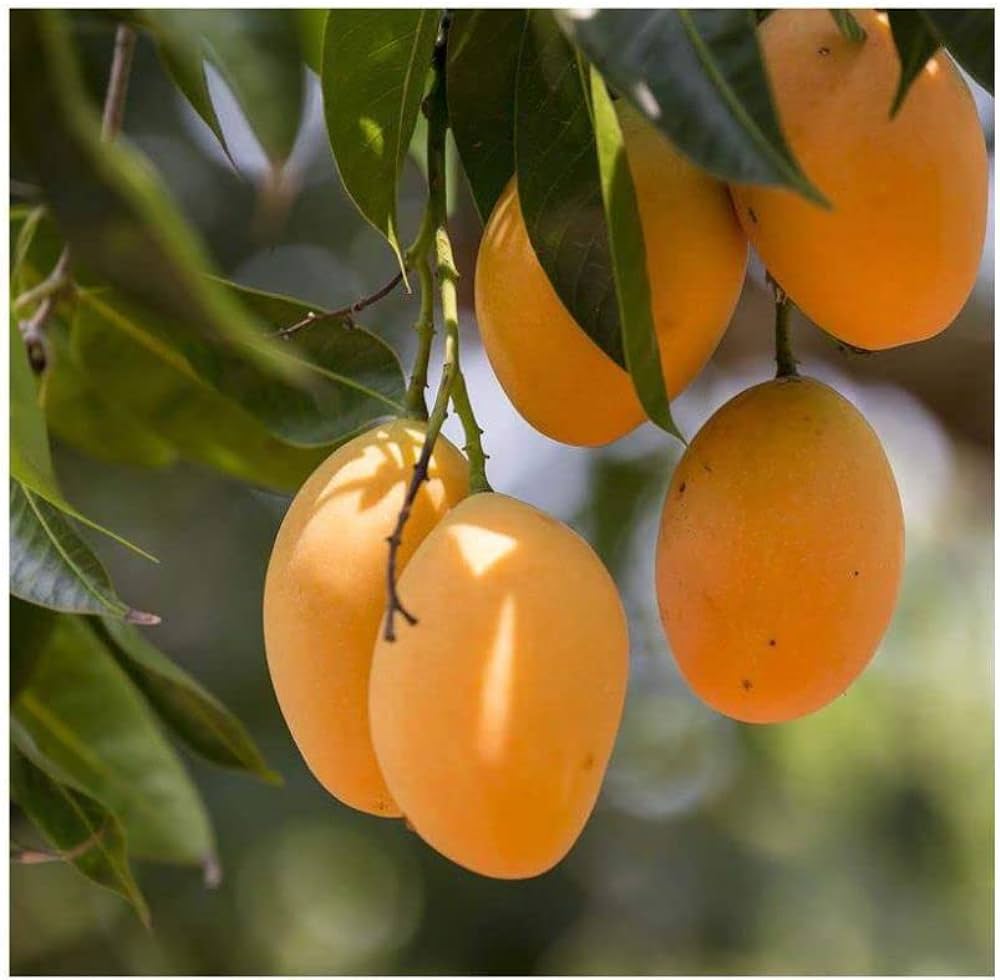 Mango Tree (Alphonso, Grafted) - Plant