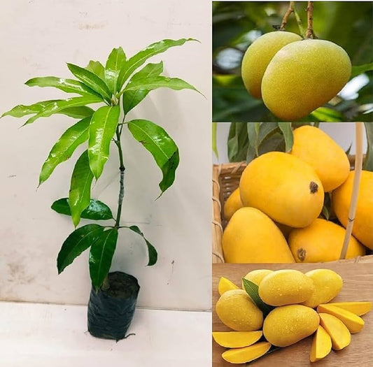 Boganpalli Mango Fruit Plant-Grafted