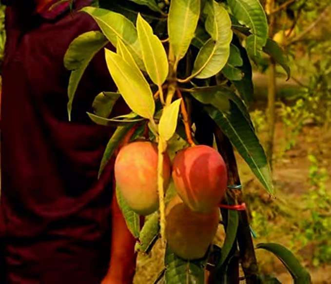 Pusa Surya Mango Plant-Grafted Variant Plant.