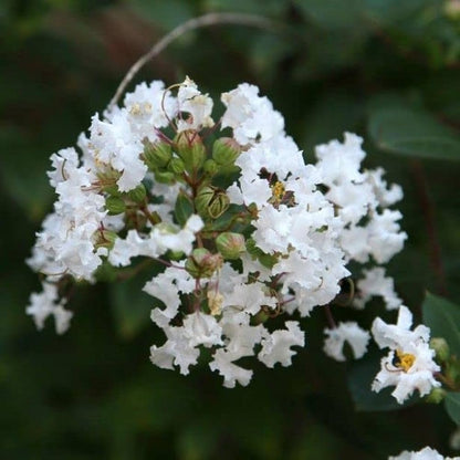 Frush Flowering Plant (White Colour)