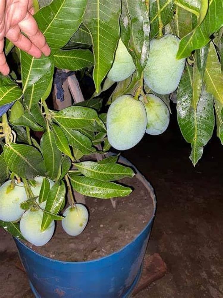 All Time Mango Fruit Plant Grafted.