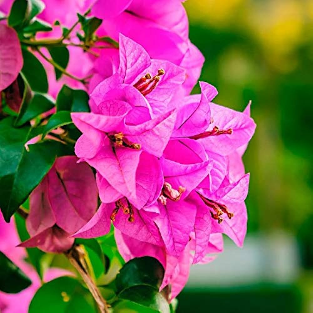 Bougainvallea Flowers (Pink Colour) Plant