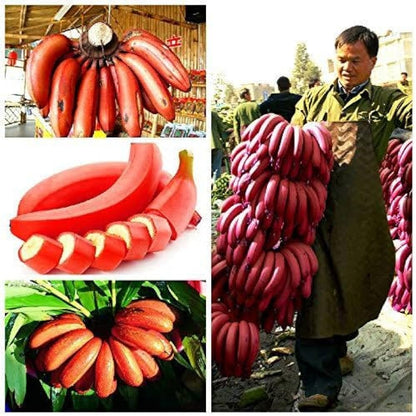 Sweet Red Banana Fruit Plant