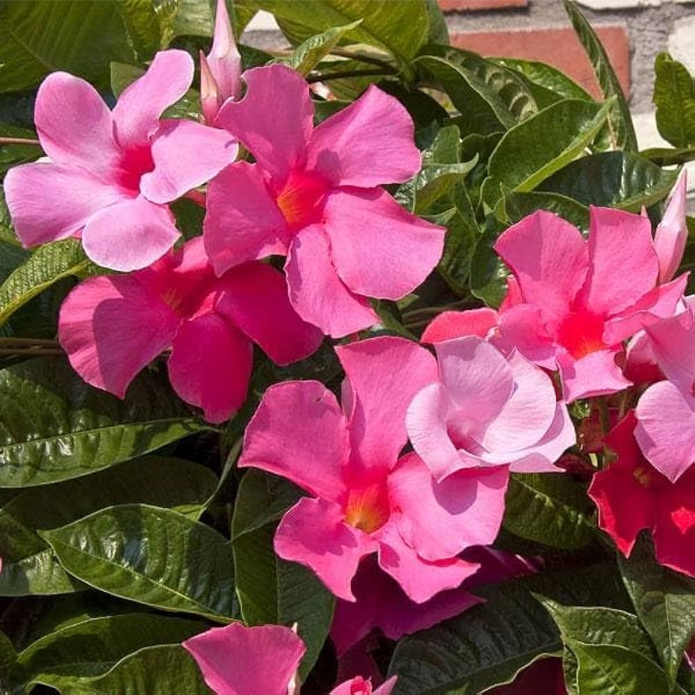 Mandevillea Flowers Plant-Pink Colour