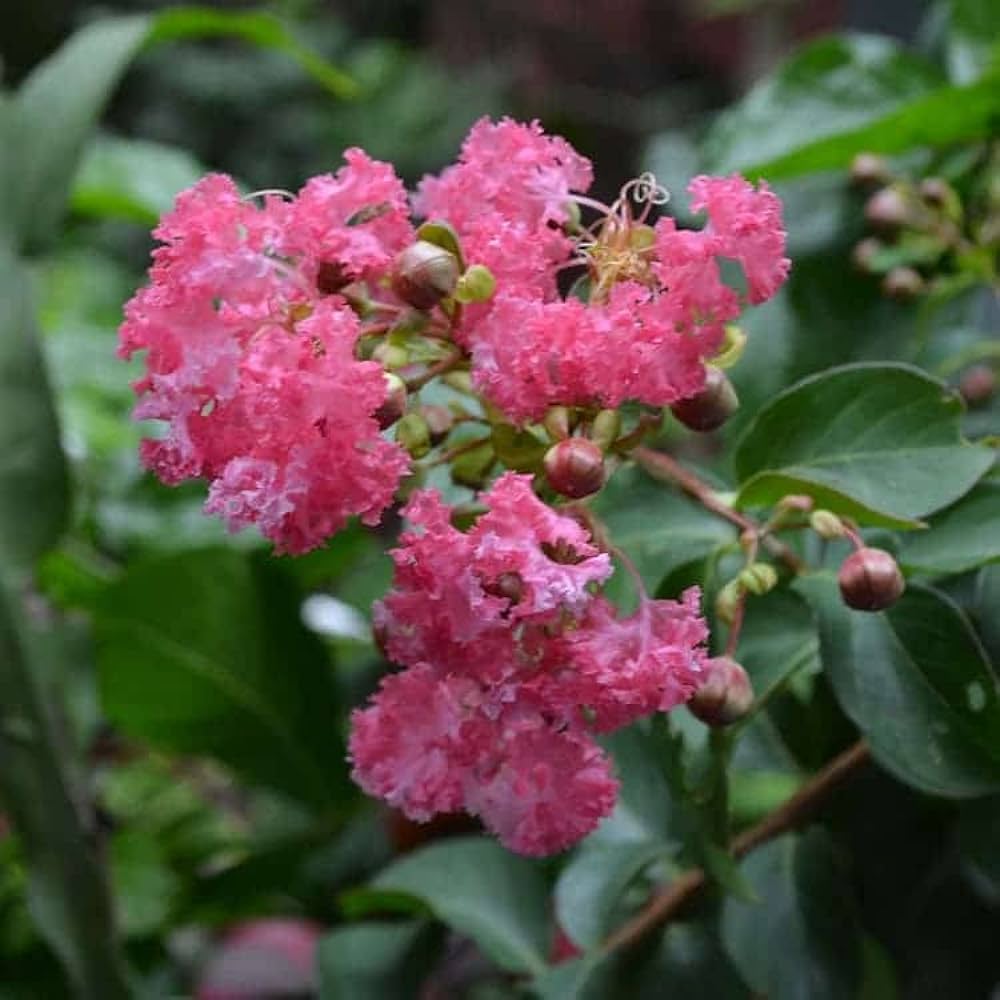 Furush Flowers Plant (Pink Colour)